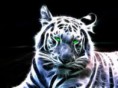 /album/galleria-fotografica/tigre-bianca-woow-jpg/